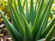 Aloe Vera: Die „Königin“ der Heilpflanzen