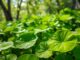 Centella (Centella asiatica)