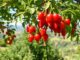 Goji-Beere (Lycium barbarum)