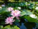 Lotus (Nelumbo nucifera)