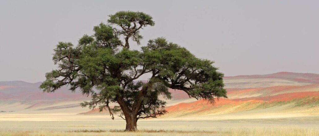 Der Baum des Lebens