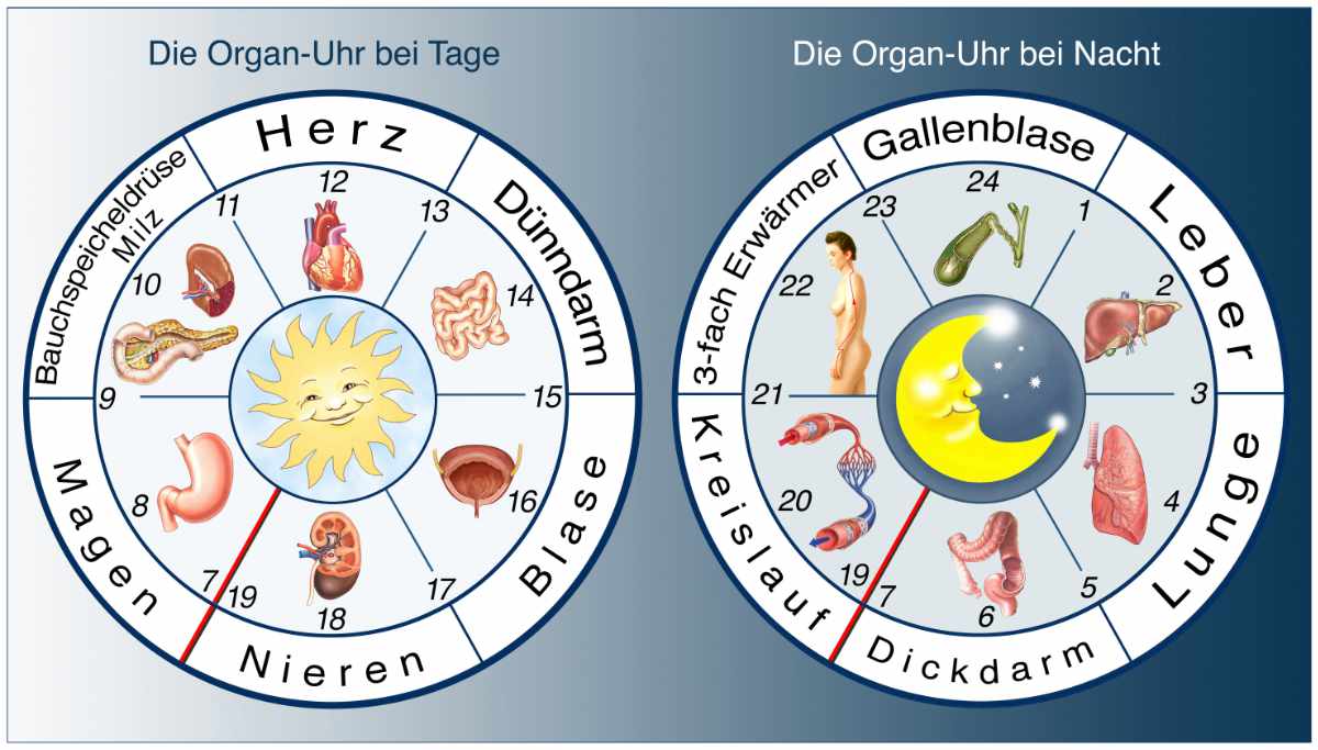 Die Organuhr am Tage und in der Nacht.